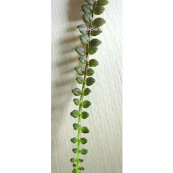  microphylla.  2