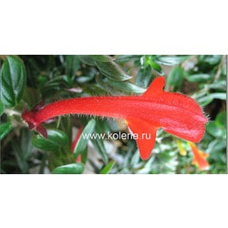  Red Scelton.  2