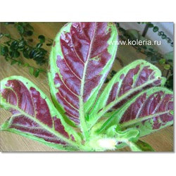  sanguinea.  2
