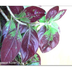  sulfurea.  2