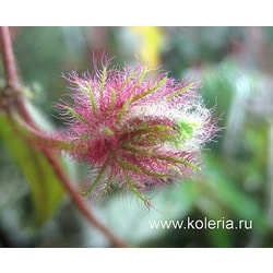  teuscheri (tricantha).  2