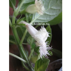  chiapensis.  2
