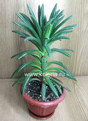  wentsaii ()