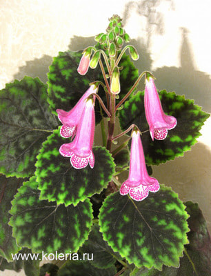  HCY`s Winter Glory ()