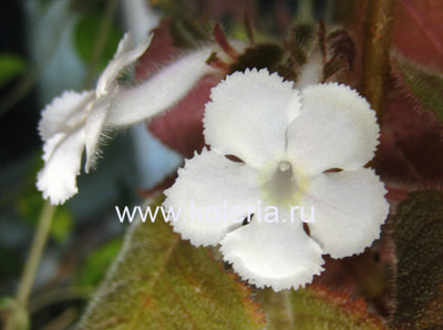  lilacine "Panama White" ()