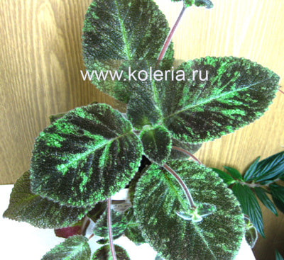  Emerald Velvet ( ) ()