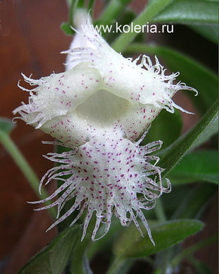  chiapensis ()