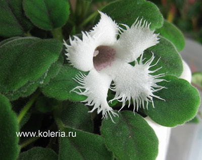  dianthiflora ()