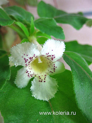  punctata ()
