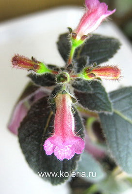  'Rosea' ()