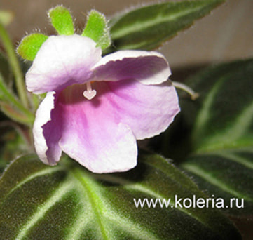 Gloxinella lindeniana ( ) ()