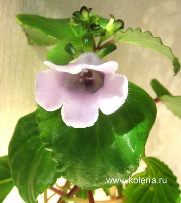  perennis ()