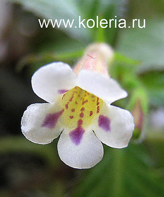  luteolum ()