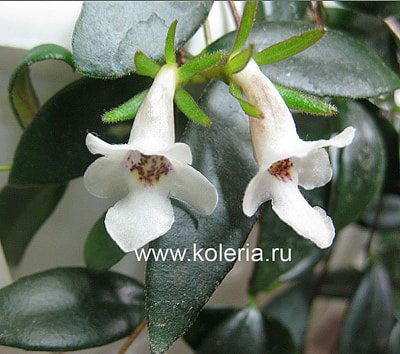 gracilis ()