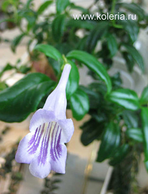  pauciflorus