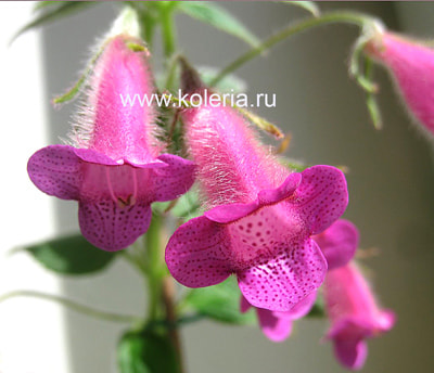 gymnostoma ()