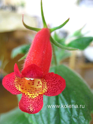  nematanthodes 'Evita' ()