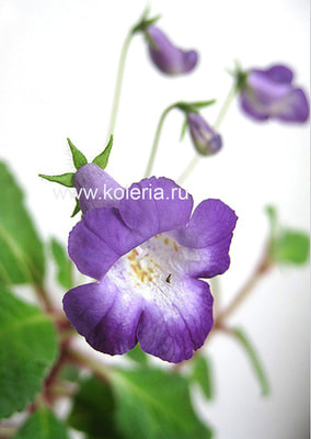  Maike ()