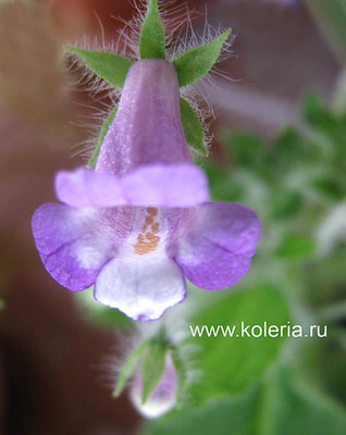  verticillata (ehrenbergii) ()