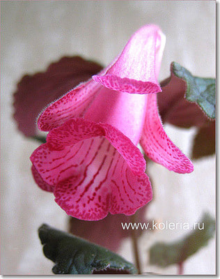  Isa`s Flamboyant ()