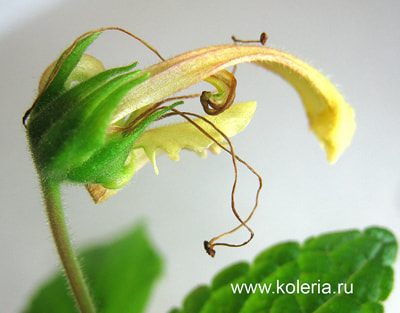  Krezdorn Yellow ()