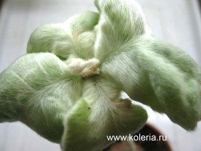  leucotricha ()