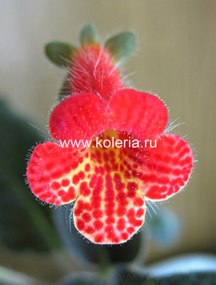  amabilis var. bogotensis ()
