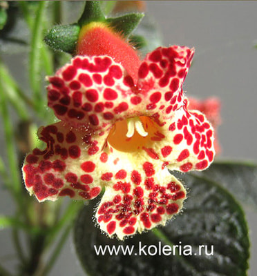  MM`s Zubejda ()