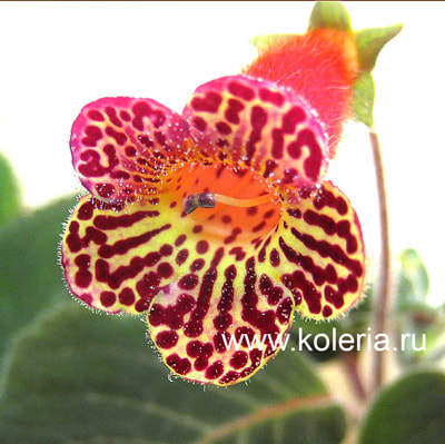  SRG's Sun Bird ()