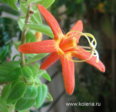  hirsuta ()