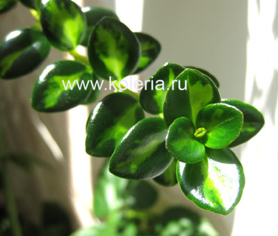  gregarius dibleys gold ()
