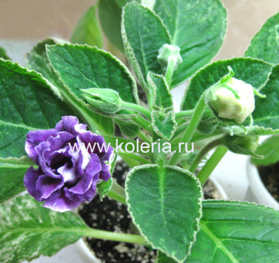  speciosa Aurora Borealis ()