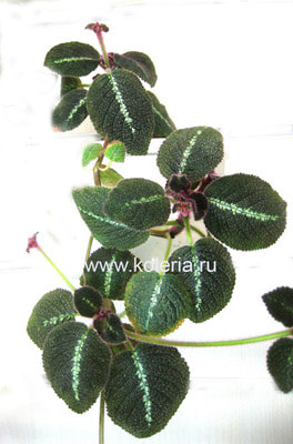  La Solidad Bronze ()