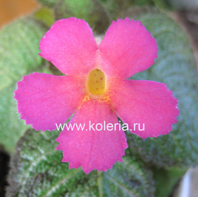 ������� Katherine (����)