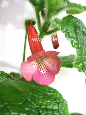 ��������� EW's Spring Melody (����)