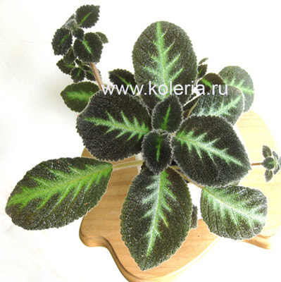 ������� Blue Nile (����)