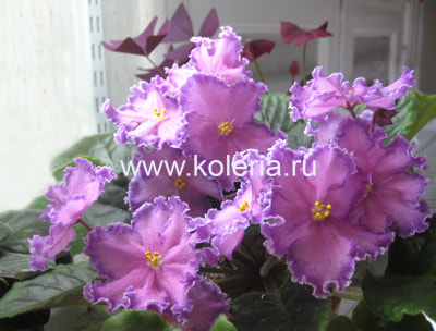 �������� (������) Leading lady (����)