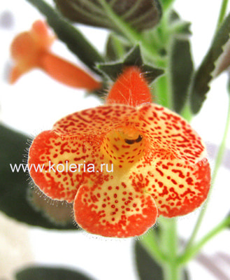 ������� ��-������� ���� (����)