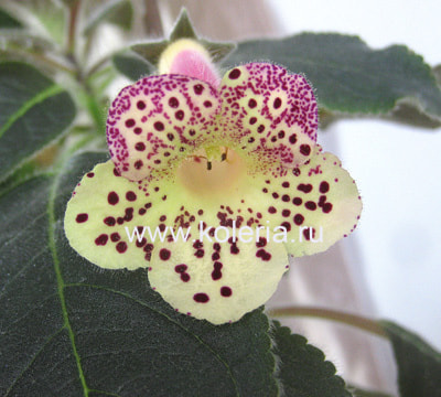 ������� 1/22-2 (����)