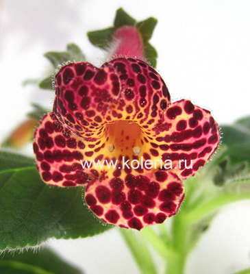 ������� ��-��������� ������� (����)