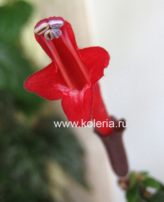 ���������� Scoubidou sunrise (����)