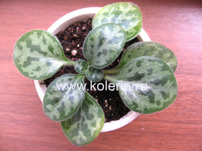 ��������� Yungfuensis Silver Frosted Jade