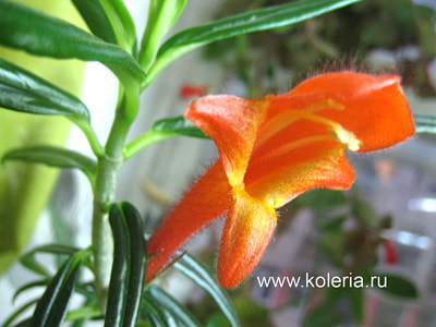  crassifolia Bronda ()