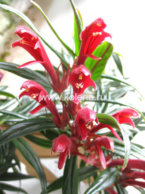  Crimson Spike ()