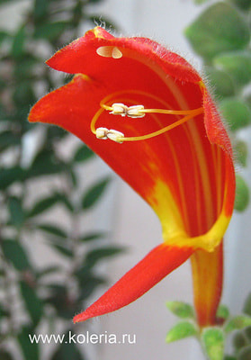  gloriosa ()