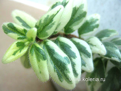  hirta Variegata ()