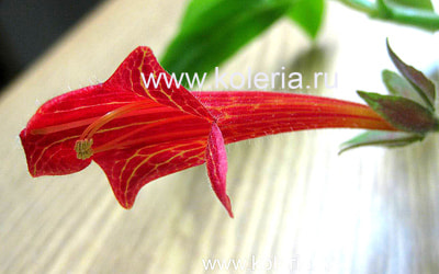  Lemoinei Red ()