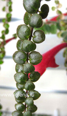  microphylla ()