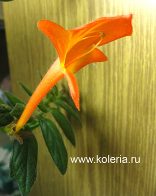  Orange Sherbet ()