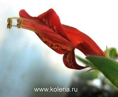  SH-Colibri ()